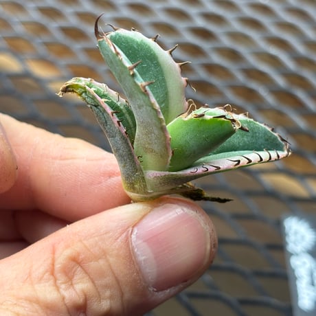 【特別SALE中】Berlin産　Agave titanota"藍球白覆輪1