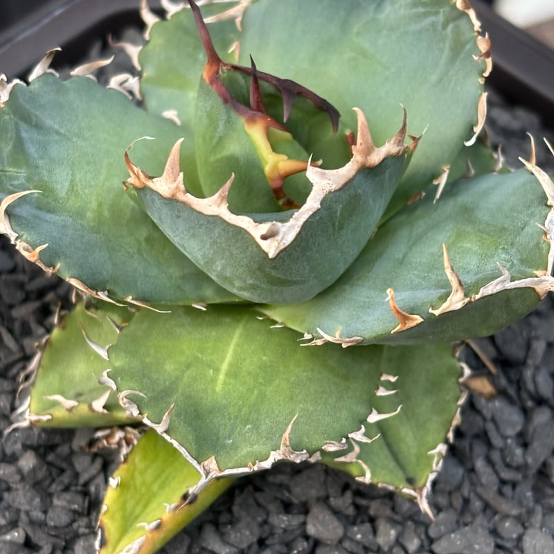 アガベ AGAVE TITANOTA Netherland No Name Agave titanota