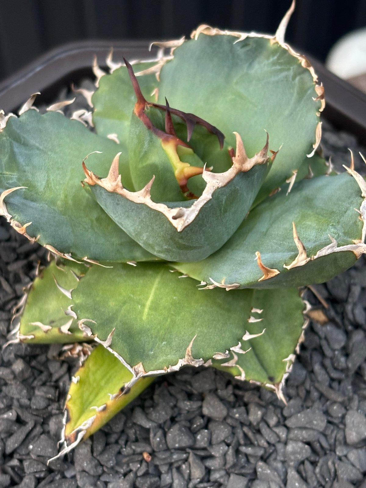 Agave titanota