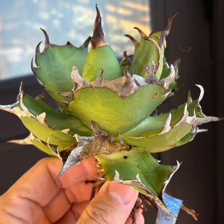 アガベ US ハデス インフェルノ 陽炎 選抜 陶器鉢付 アガベ US ハデス