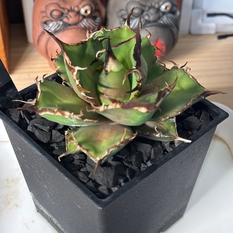 Agave titanota"狂鬥牛