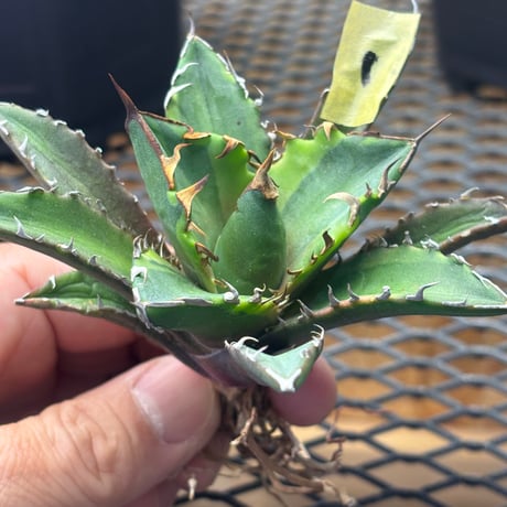 【特別SALE中】Berlin産　Agave titanota"crazy 黄覆輪1