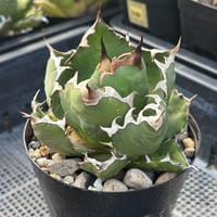 Agave titanota"dwarf 6-61DW3