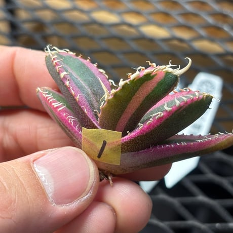 【Berlin産】Agave titanota"紅獅白覆輪1