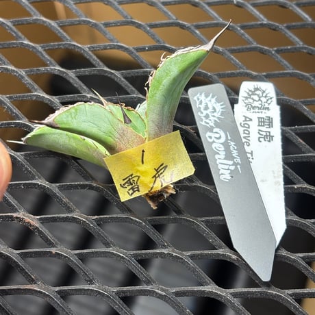 【Berlin産】Agave titanota"雷虎1