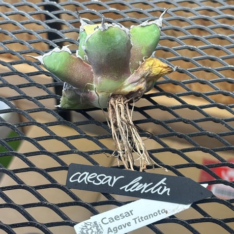 【特別SALE中】Berlin産　Agave titanota" caesar2