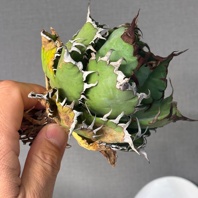 超絶希少！◇親株◇多肉植物シリーズ・アガベ属・ビルモニニアナ綴化inわけけのお店 超絶希少！◇親株◇多肉植物シリーズ・アガベ属・ビルモニニアナ綴化in