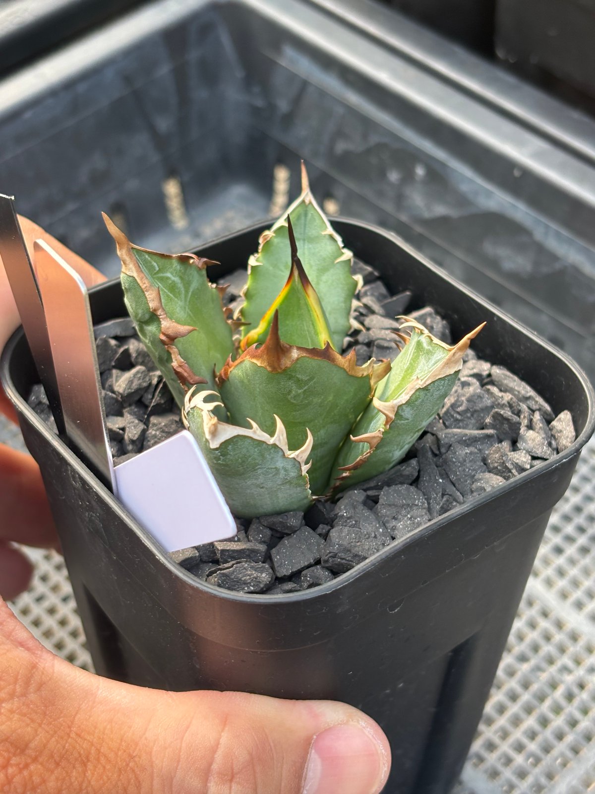 アガベオテロイ Red Venom アガベオテロイ Red Venom agave titanota 'red venom'子株付き