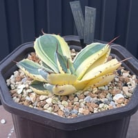 Agave Parryi Truncata “Orizaba”