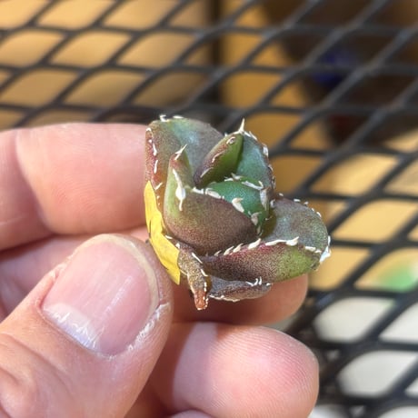 【特別SALE中】Berlin産　Agave titanota"達摩2