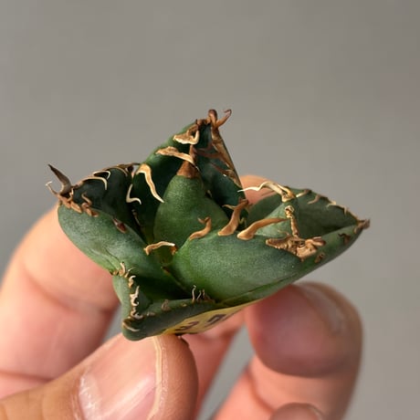 Agave titanota" 魔丸3700