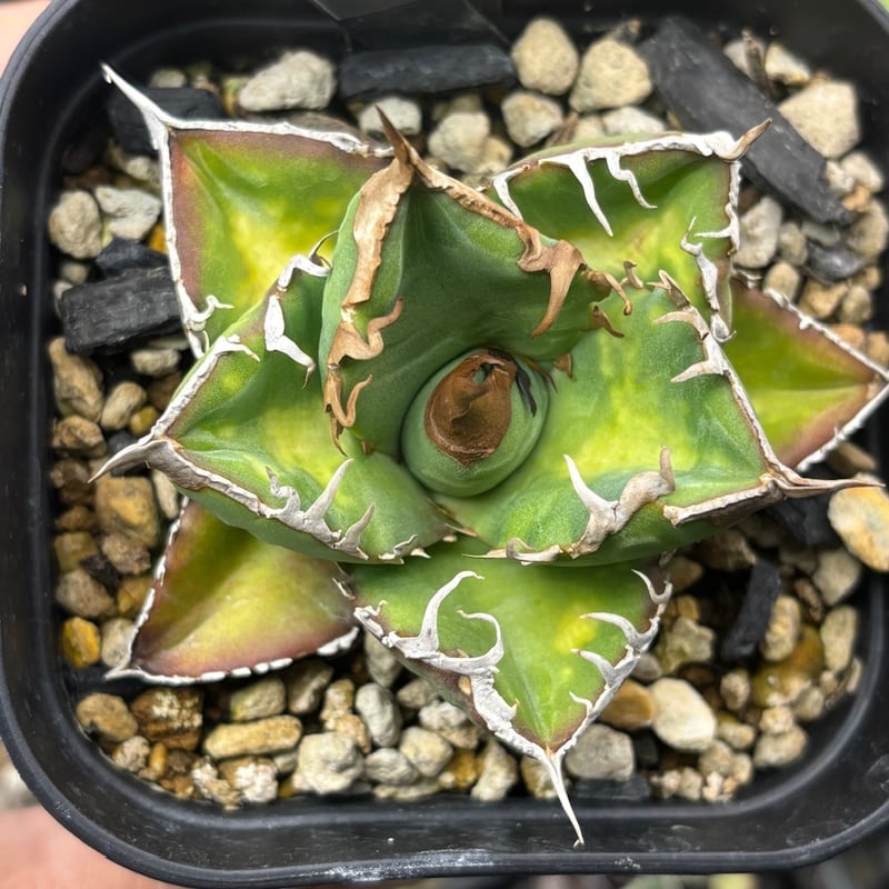 特別SALE中】coyote産 Agave oteroi