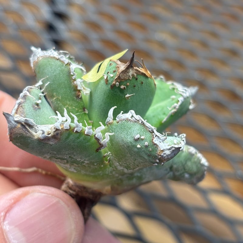 Berlin産】Agave titanota