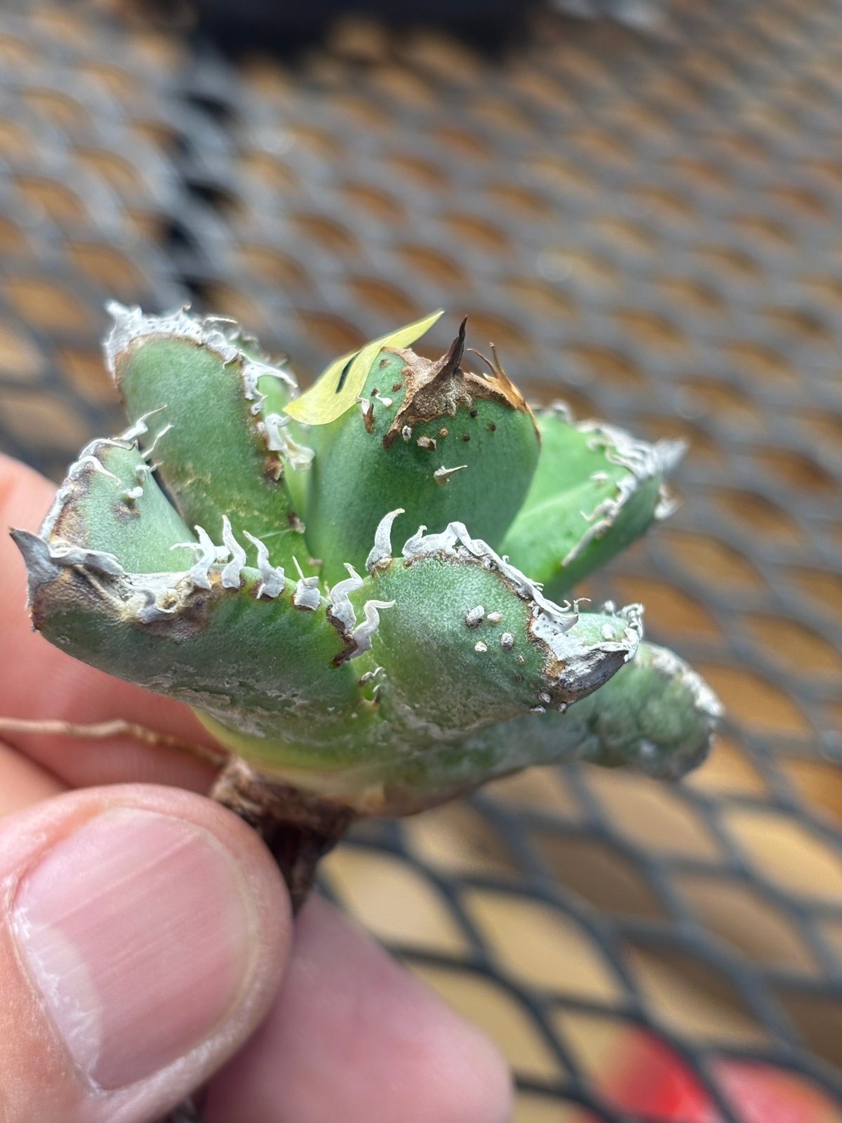 Berlin産】Agave titanota