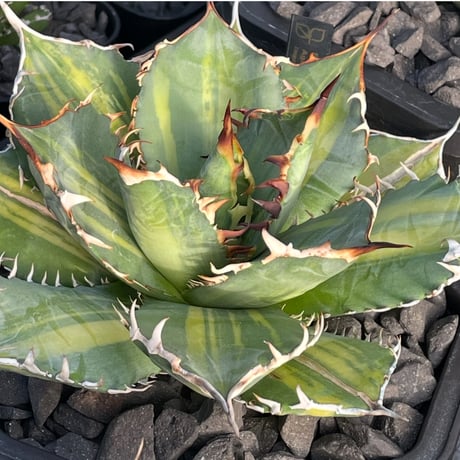 アガベ星空 | STORES