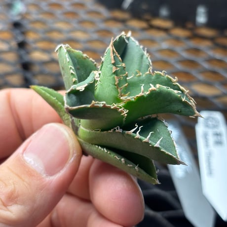 【Berlin産】Agave titanota"蒼龍1