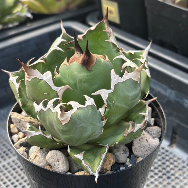 Agave titanota