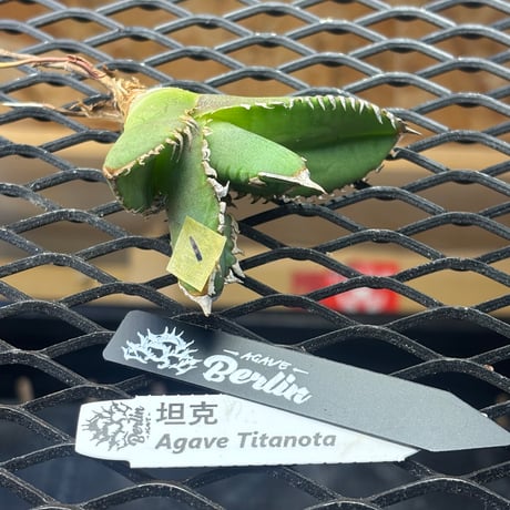 【Berlin産】Agave titanota"担克1