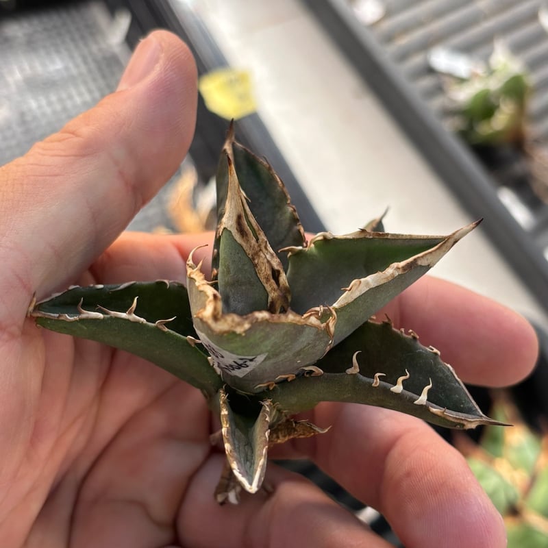 特別SALE中】GALAXY産 Agave titanota