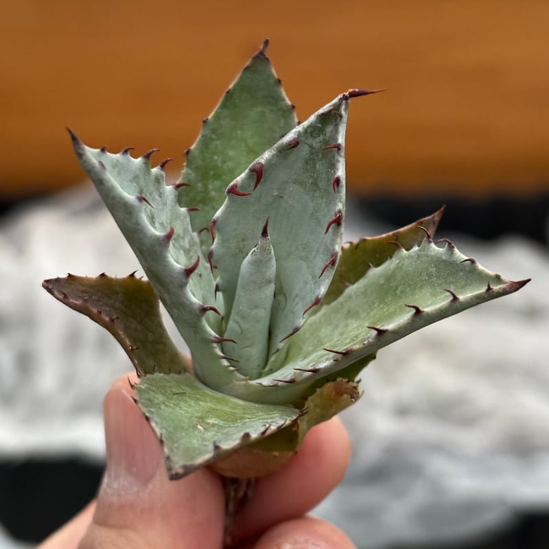 Agave hybrid(甲蟹×雷神)×屈原の舞扇 | ever_plants Agave hybrid(甲蟹×雷神)×屈原の舞扇 | ever_plants