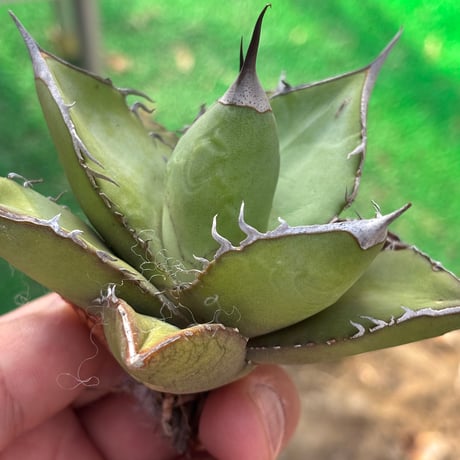 Agave  titanota"seeding
