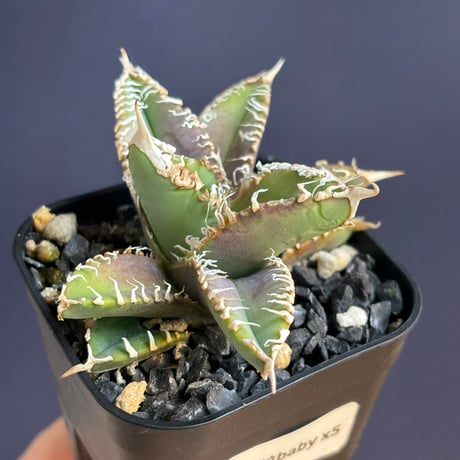 【特別SALE中】Agave titanota"GODZILLA