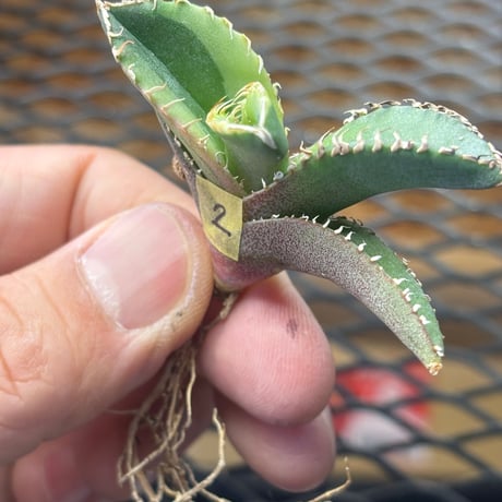 Berlin産　Agave titanota"大白鯊黄覆輪2