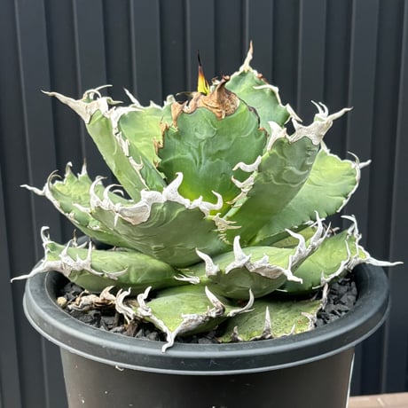 Agave titanota"狂雨