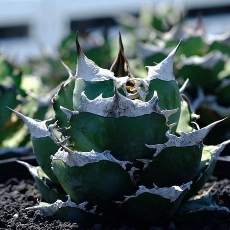 南アフリカダイヤモンド | STORES