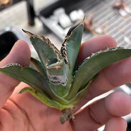 【特別SALE中】GALAXY産　Agave titanota"AG004（7-182-1）
