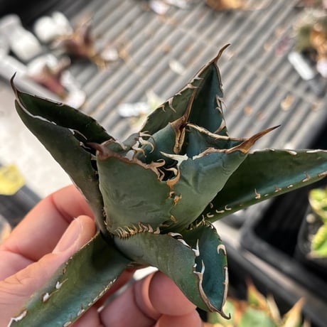 【特別SALE中】GALAXY産　Agave titanota"AG140（7-198-2）