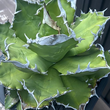 Agave titanota"大白火焔