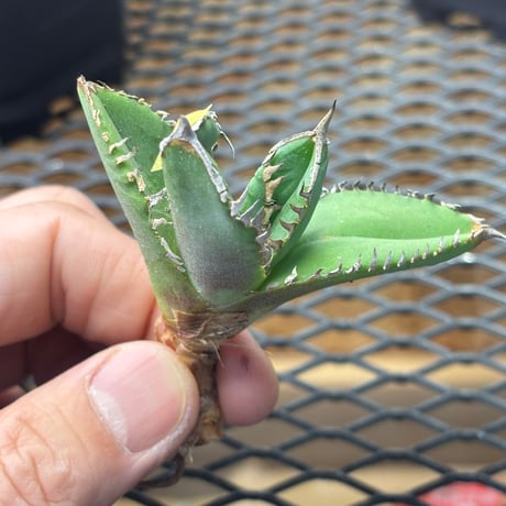 【Berlin産】Agave titanota"担克1