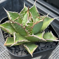 Agave titanota"Dennis002 A011