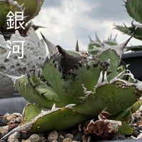 Berlin産　Agave titanota"銀河1