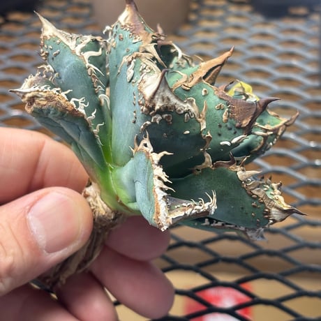 【特別SALE】BLJ産　Agave titanota"麻花龍3