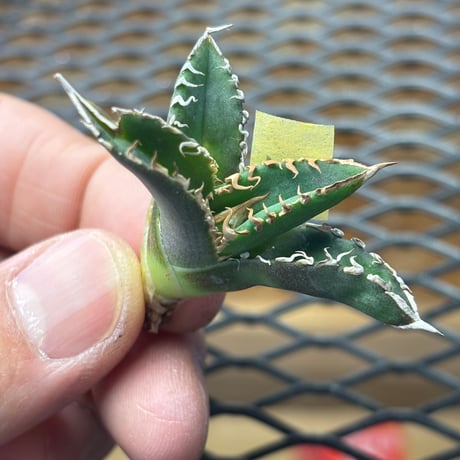 【Berlin産】Agave titanota"朱雀2