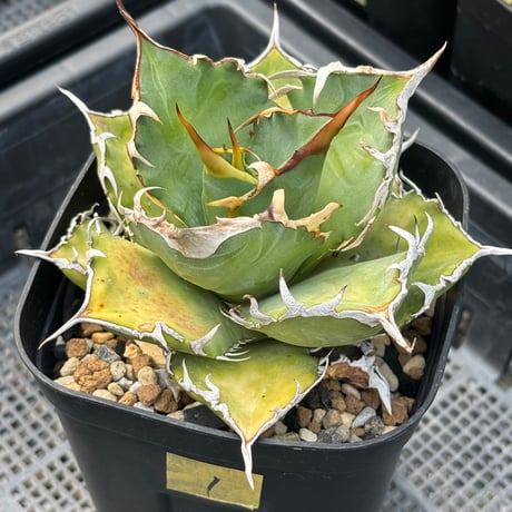 ever_plants