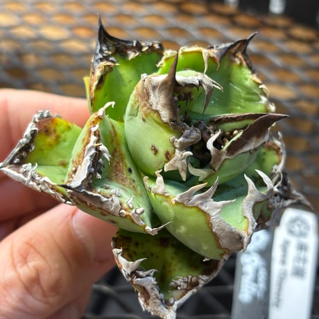 【Berlin産】Agave titanota"麻花龍1