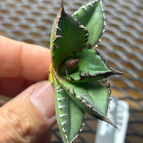 【特別SALE中】Berlin産　Agave titanota"緑犀牛2