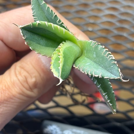 Berlin産　Agave titanota"大白鯊黄覆輪2