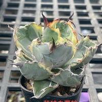 【特別SALE中】Berlin産　Agave titanota"藍球白覆輪1