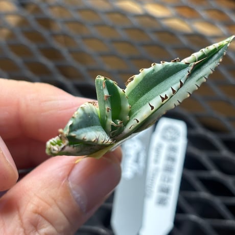 【Berlin産】Agave titanota"姫厳龍白覆輪1