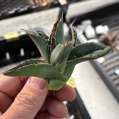 【特別SALE中】GALAXY産　Agave titanota"AG004（7-182-1）