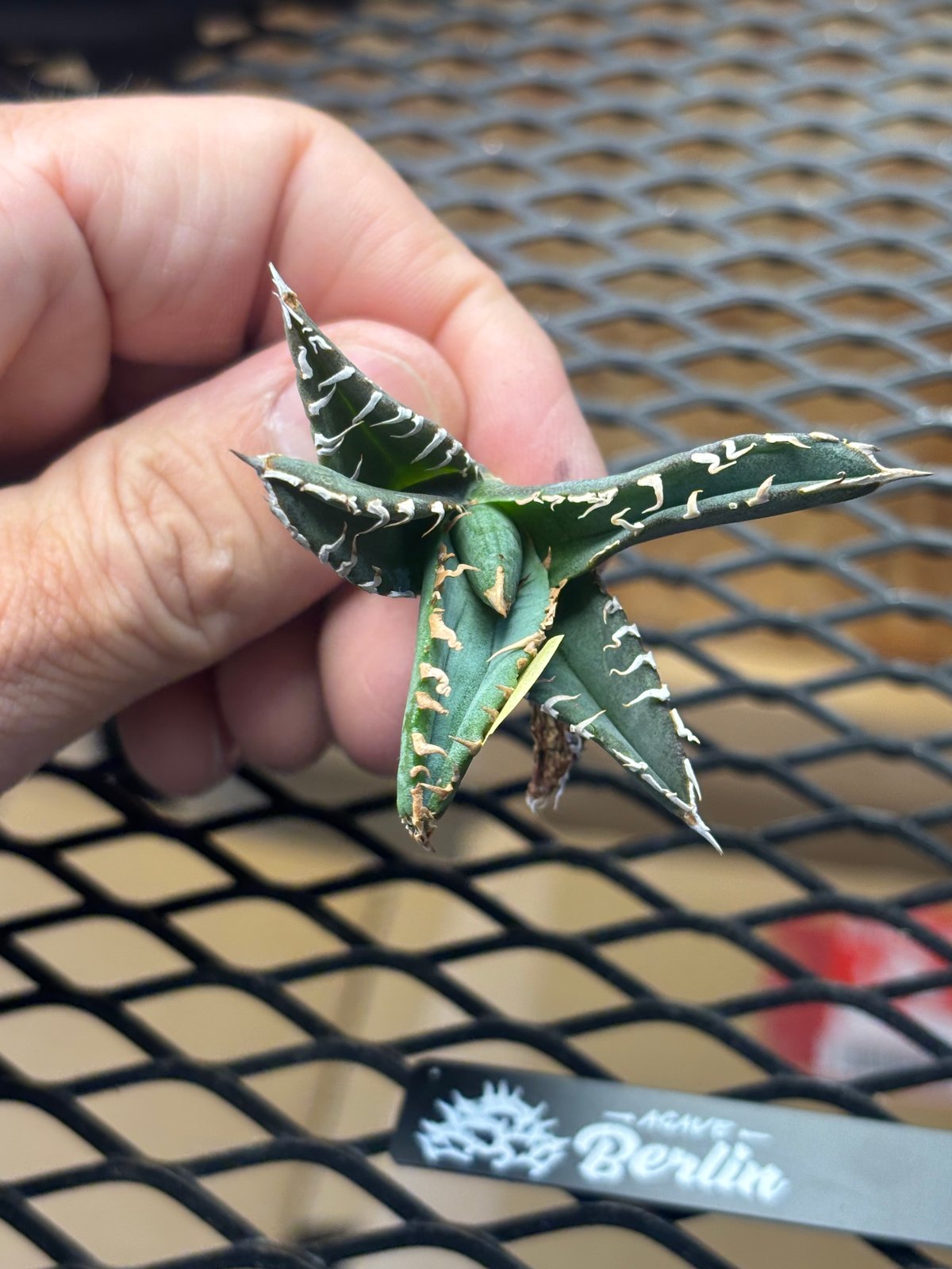 Berlin産】Agave titanota