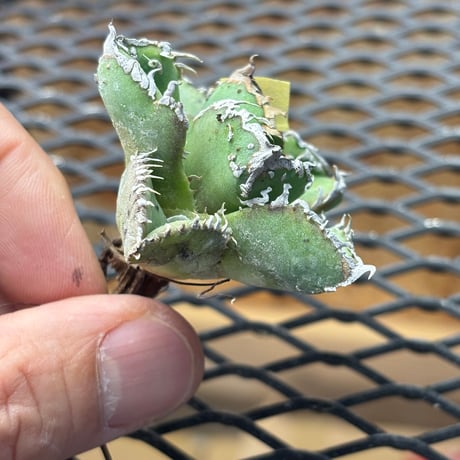 【Berlin産】Agave titanota"麻花龍3