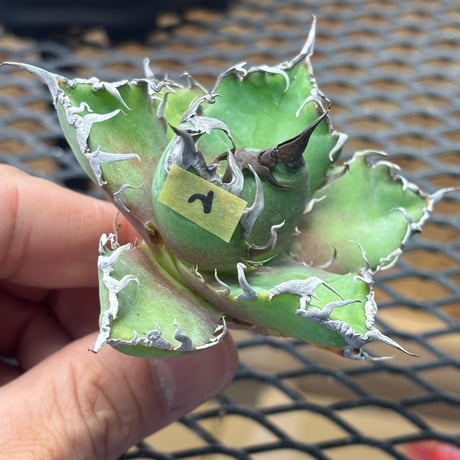【特別SALE中】Berlin産　Agave titanota" caesar2