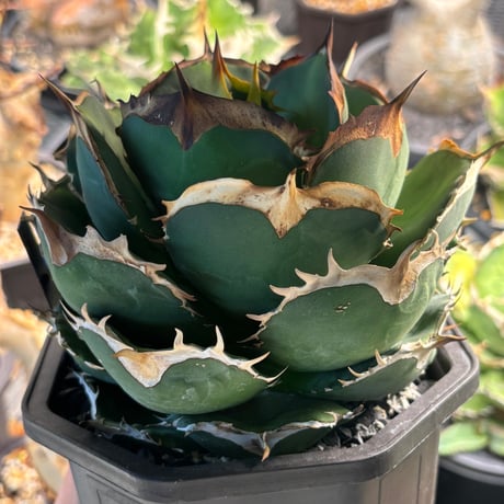 【特別SALE中】GALAXY産　Agave titanota"battle Axe