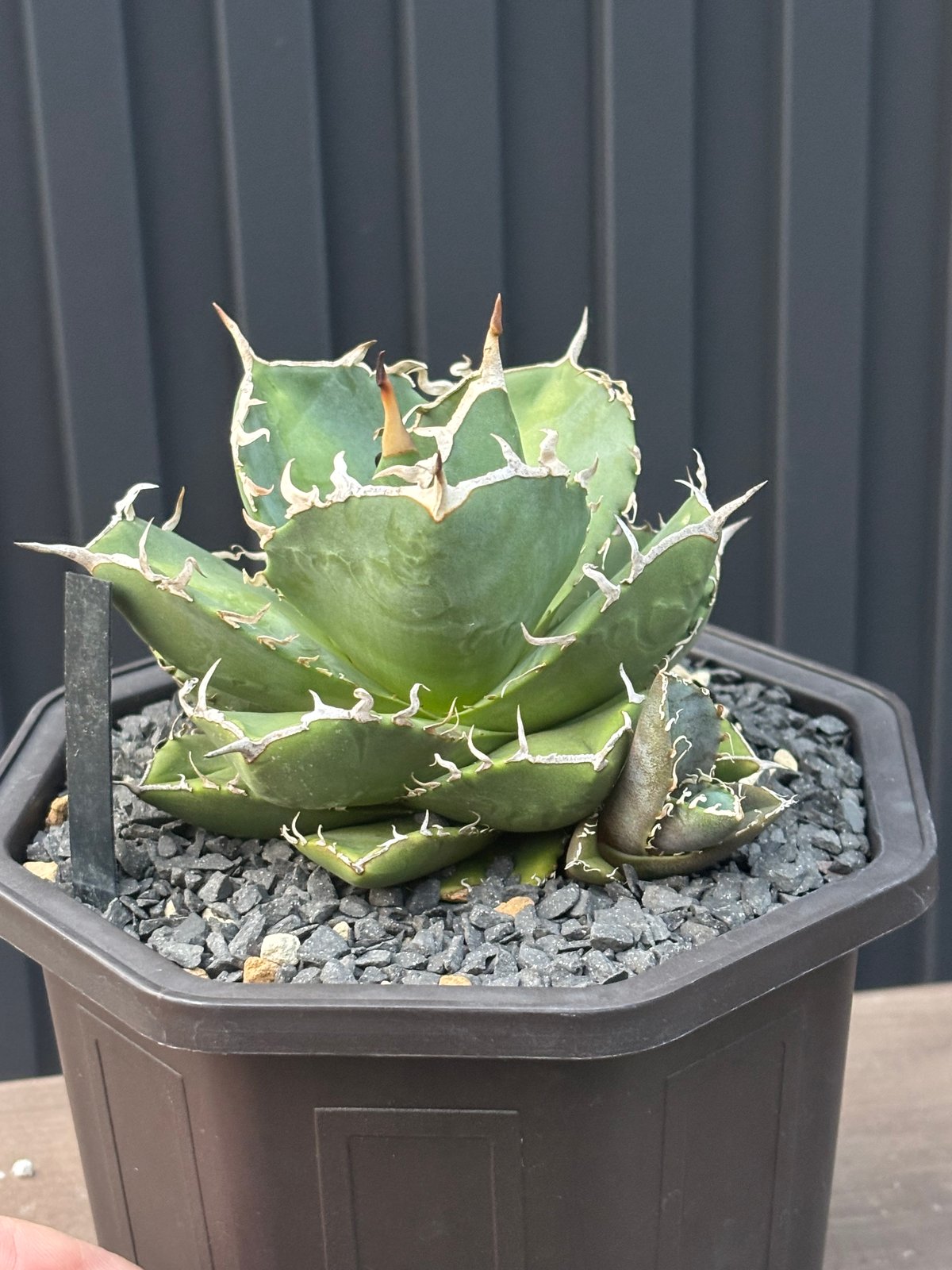 Agave titanota