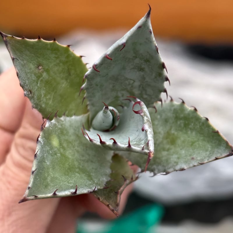 Agave hybrid(甲蟹×雷神)×屈原の舞扇 | ever_plants